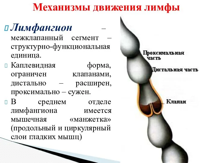 Механизмы движения лимфы Лимфангион – межклапанный сегмент – структурно-функциональная единица. Каплевидная