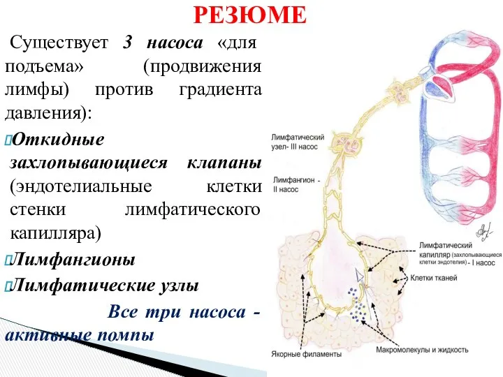 РЕЗЮМЕ Существует 3 насоса «для подъема» (продвижения лимфы) против градиента давления):