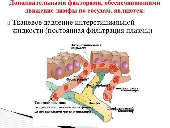 Дополнительными факторами, обеспечивающими движение лимфы по сосудам, являются: Тканевое давление интерстициальной жидкости (постоянная фильтрация плазмы)