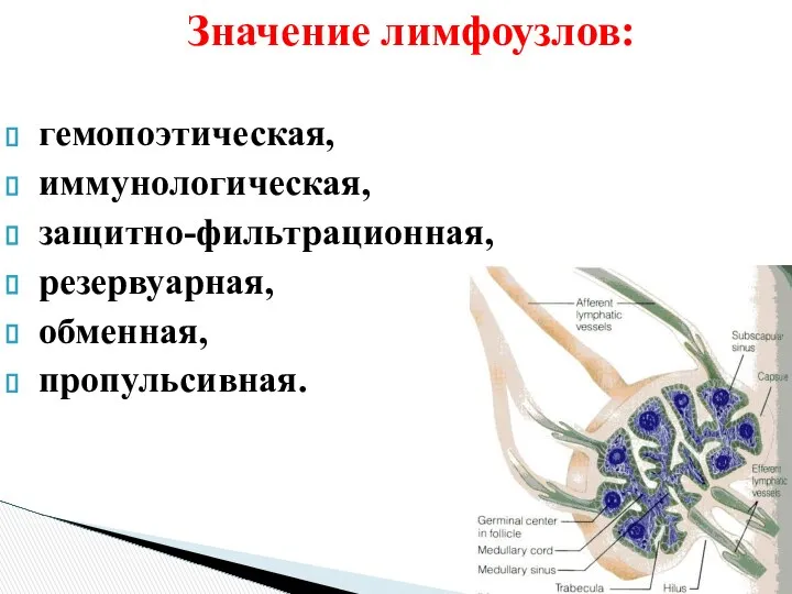 Значение лимфоузлов: гемопоэтическая, иммунологическая, защитно-фильтрационная, резервуарная, обменная, пропульсивная.