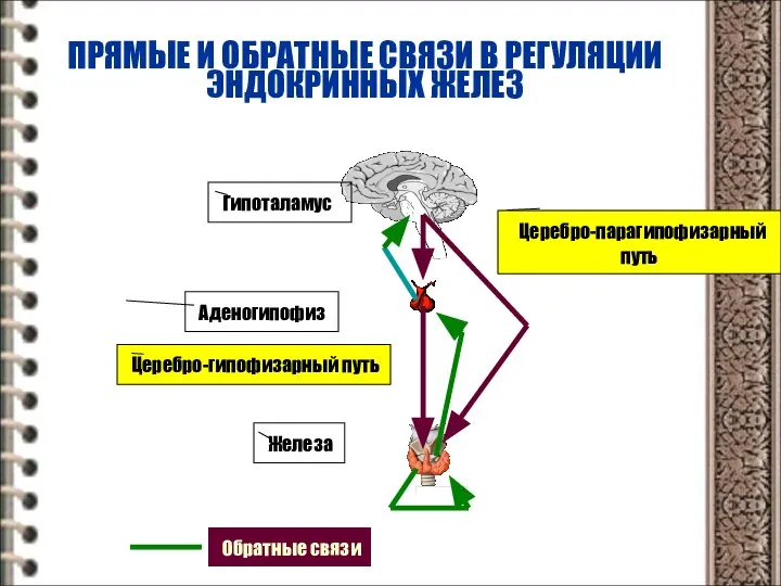 ПРЯМЫЕ И ОБРАТНЫЕ СВЯЗИ В РЕГУЛЯЦИИ ЭНДОКРИННЫХ ЖЕЛЕЗ Гипоталамус Аденогипофиз Железа