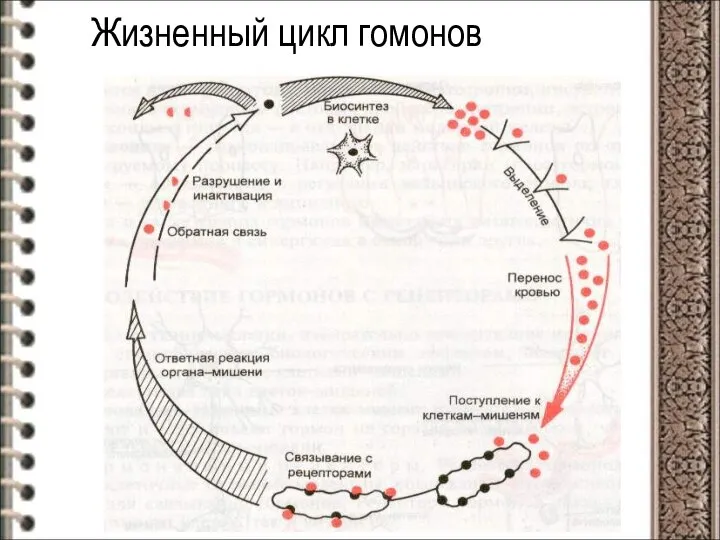 Жизненный цикл гомонов