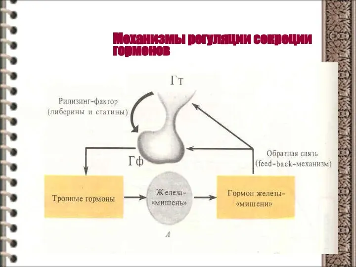 Механизмы регуляции секреции гормонов