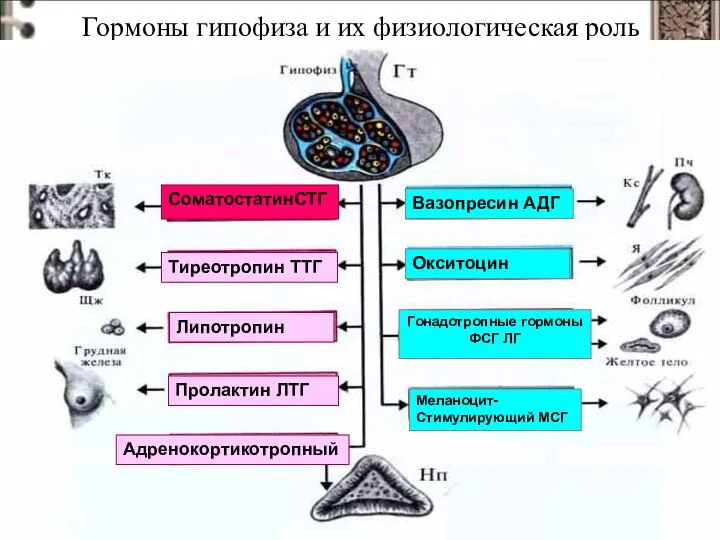 Гормоны гипофиза и их физиологическая роль СоматостатинСТГ Тиреотропин ТТГ Липотропин Пролактин