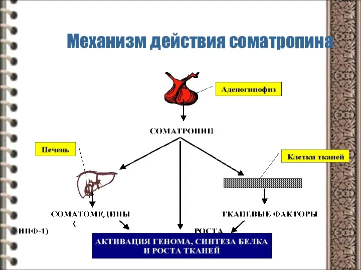 Механизм действия соматропина