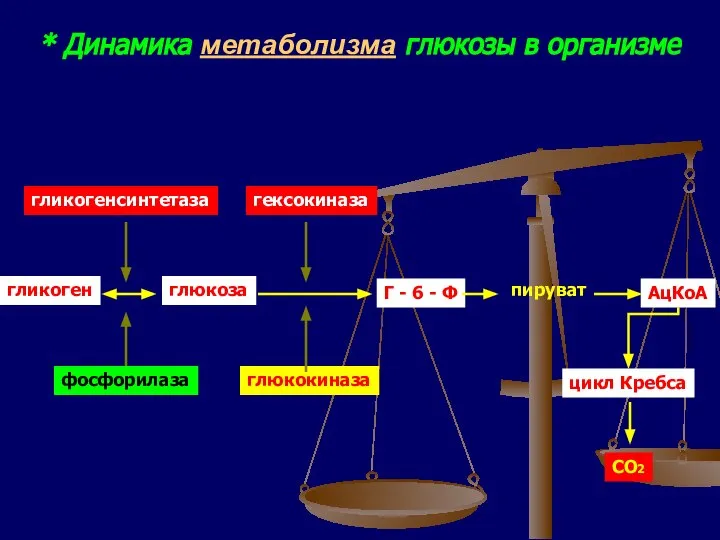 гликоген гликогенсинтетаза глюкоза гексокиназа глюкокиназа Г - 6 - Ф пируват