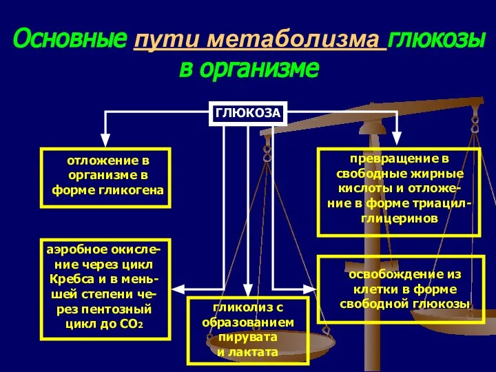 Основные пути метаболизма глюкозы в организме ГЛЮКОЗА отложение в организме в