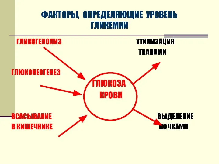 ФАКТОРЫ, ОПРЕДЕЛЯЮЩИЕ УРОВЕНЬ ГЛИКЕМИИ ГЛИКОГЕНОЛИЗ УТИЛИЗАЦИЯ ТКАНЯМИ ГЛЮКОНЕОГЕНЕЗ ГЛЮКОЗА КРОВИ ВСАСЫВАНИЕ ВЫДЕЛЕНИЕ В КИШЕЧНИКЕ ПОЧКАМИ