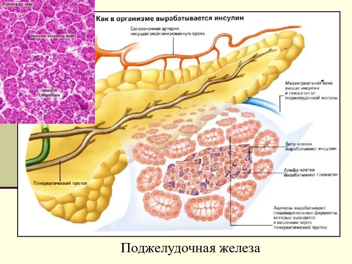 Поджелудочная железа