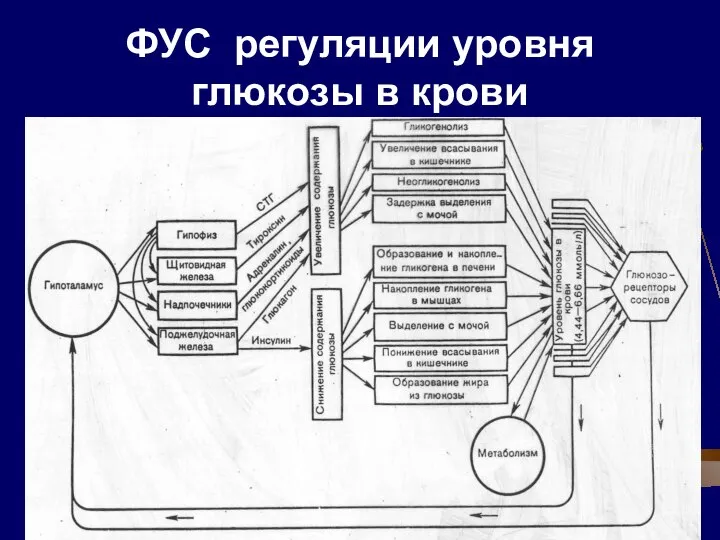 ФУС регуляции уровня глюкозы в крови