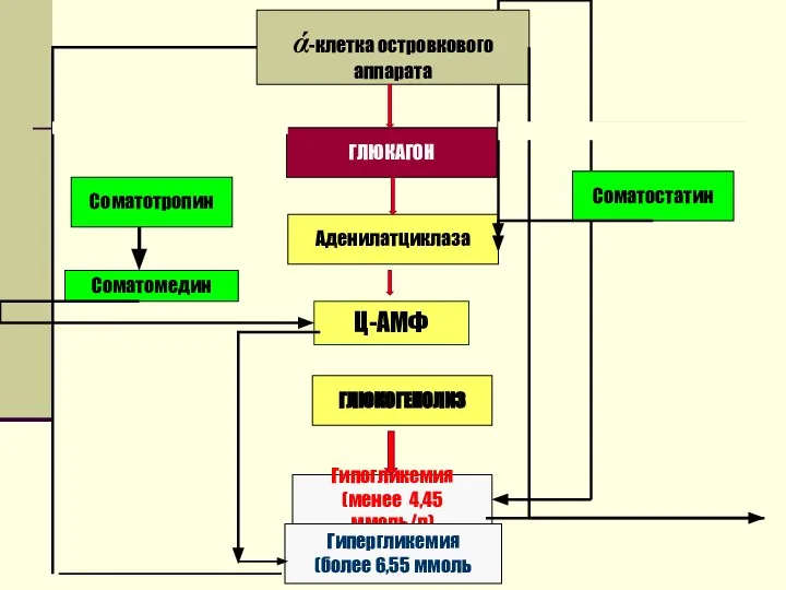 ά-клетка островкового аппарата Соматостатин