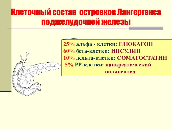 Клеточный состав островков Лангерганса поджелудочной железы 25% альфа - клетки: ГЛЮКАГОН