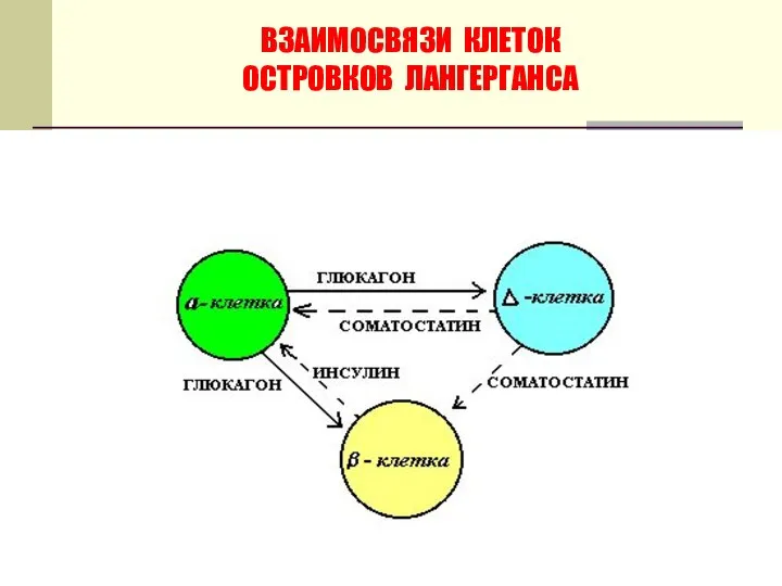 ВЗАИМОСВЯЗИ КЛЕТОК ОСТРОВКОВ ЛАНГЕРГАНСА