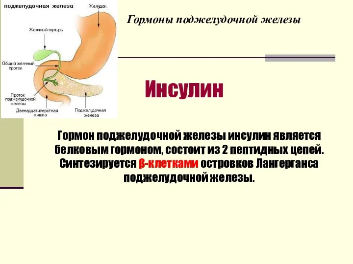 Гормоны поджелудочной железы Инсулин Гормон поджелудочной железы инсулин является белковым гормоном,