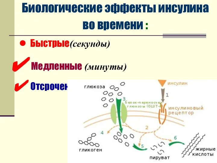 Биологические эффекты инсулина во времени : Быстрые(секунды) Медленные (минуты) Отсроченные (часы)