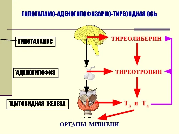 ГИПОТАЛАМО-АДЕНОГИПОФИЗАРНО-ТИРЕОИДНАЯ ОСЬ ГИПОТАЛАМУС АДЕНОГИПОФИЗ ЩИТОВИДНАЯ ЖЕЛЕЗА ТИРЕОЛИБЕРИН ТИРЕОТРОПИН Т3 и Т4 ОРГАНЫ МИШЕНИ