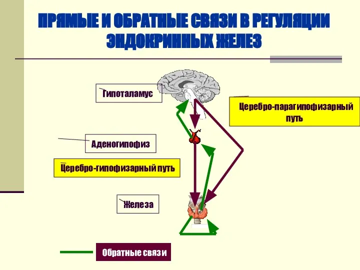 ПРЯМЫЕ И ОБРАТНЫЕ СВЯЗИ В РЕГУЛЯЦИИ ЭНДОКРИННЫХ ЖЕЛЕЗ Гипоталамус Аденогипофиз Железа