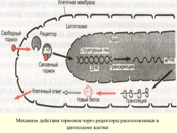 Механизм действия гормонов через рецепторы расположенные в цитоплазме клетки