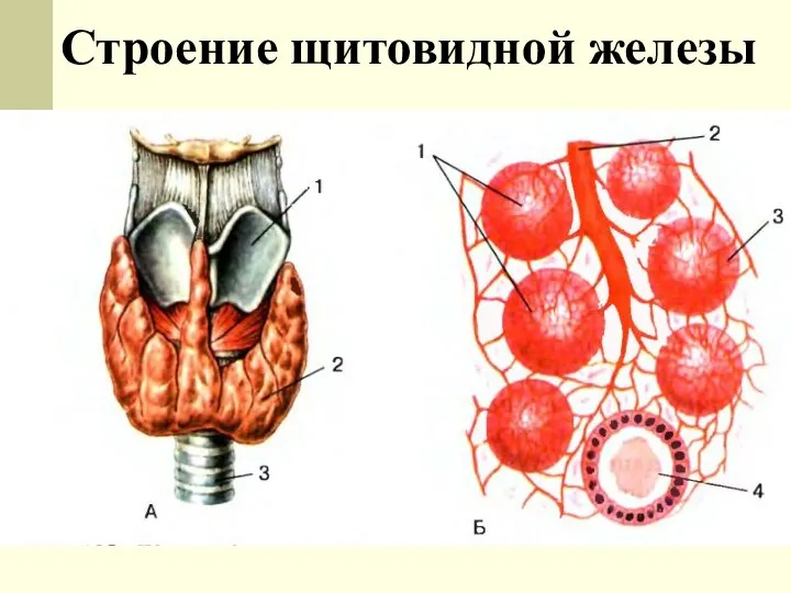 Строение щитовидной железы