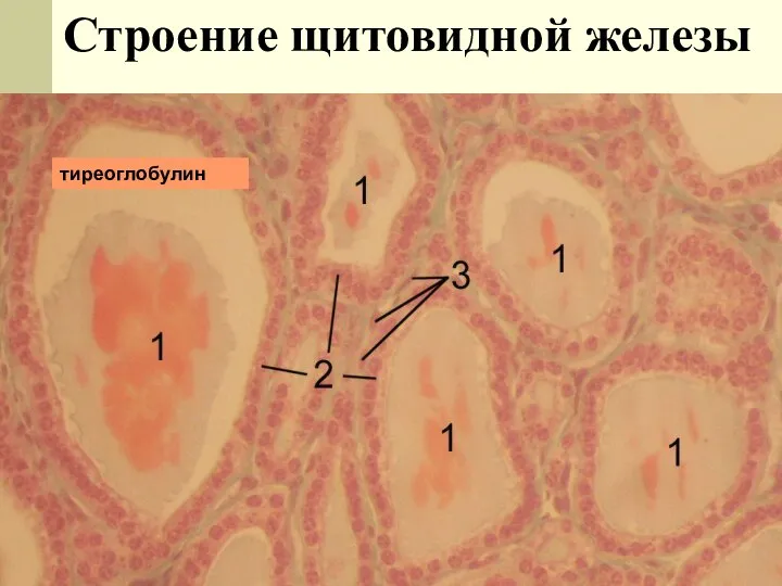 Строение щитовидной железы тиреоглобулин