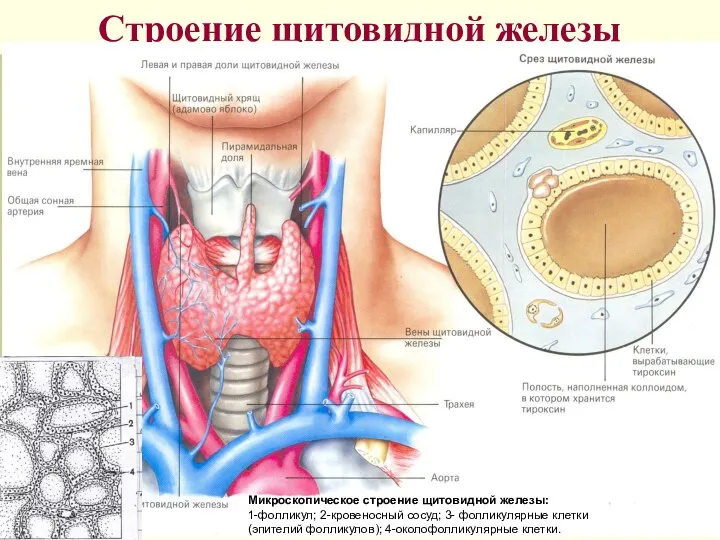 Строение щитовидной железы Микроскопическое строение щитовидной железы: 1-фолликул; 2-кровеносный сосуд; 3-