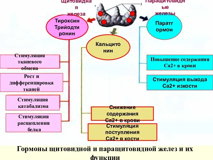 Гормоны щитовидной и паращитовидной желез и их функции Тироксин Трийодтиронин Стимуляция