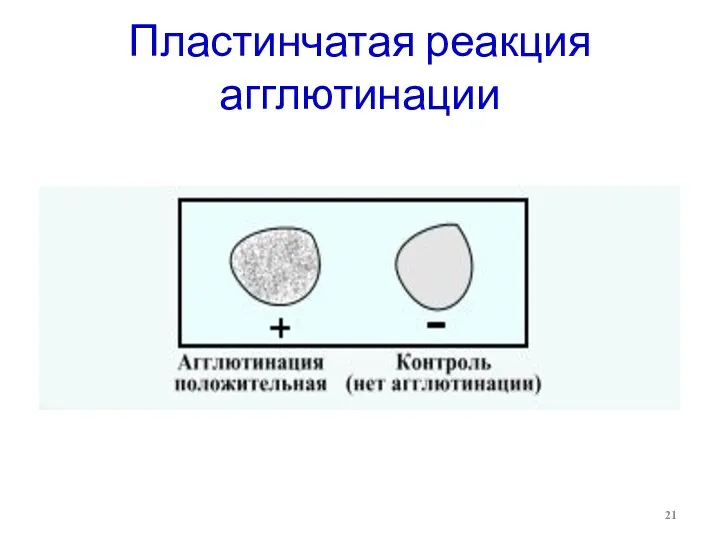 Пластинчатая реакция агглютинации