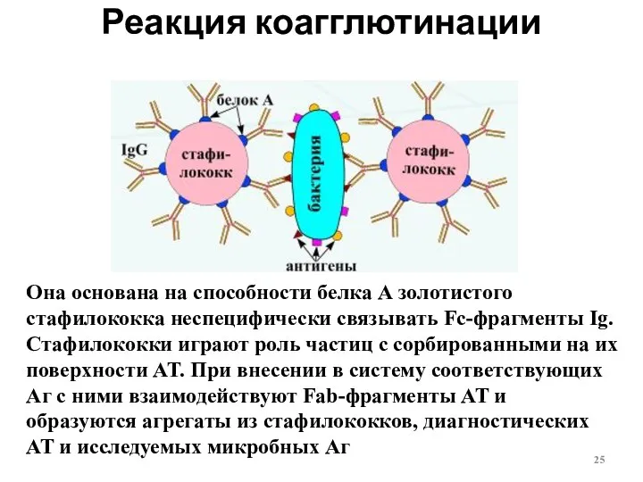 Реакция коагглютинации Она основана на способности белка А золотистого стафилококка неспецифически