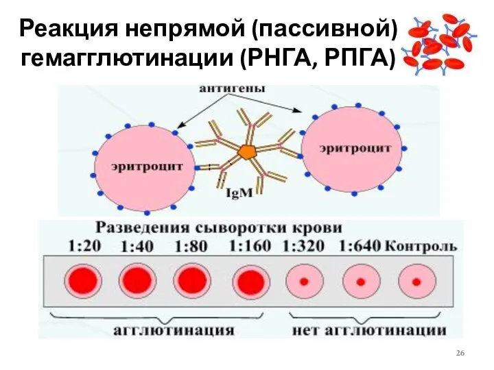 Реакция непрямой (пассивной) гемагглютинации (РНГА, РПГА)