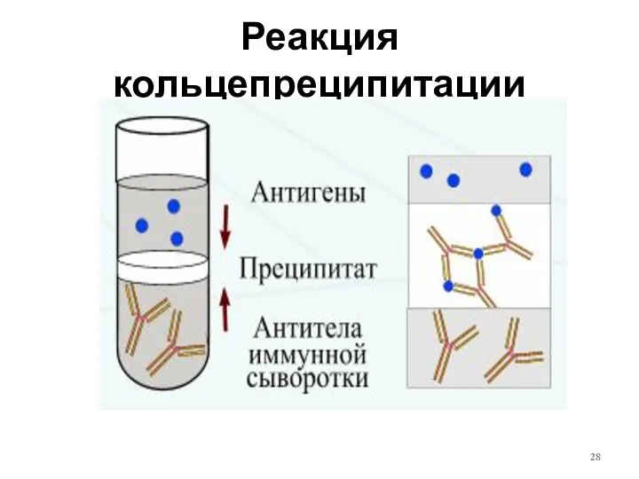 Реакция кольцепреципитации