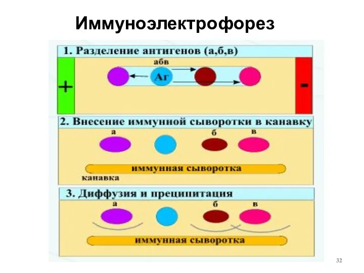 Иммуноэлектрофорез