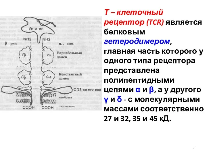 Т – клеточный рецептор (TCR) является белковым гетеродимером, главная часть которого