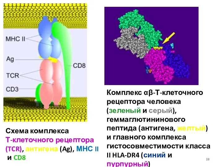 Схема комплекса Т-клеточного рецептора (TCR), антигена (Ag), МНС II и CD8