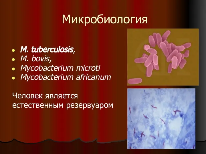 Микробиология M. tuberculosis, M. bovis, Mycobacterium microti Mycobacterium africanum Человек является естественным резервуаром