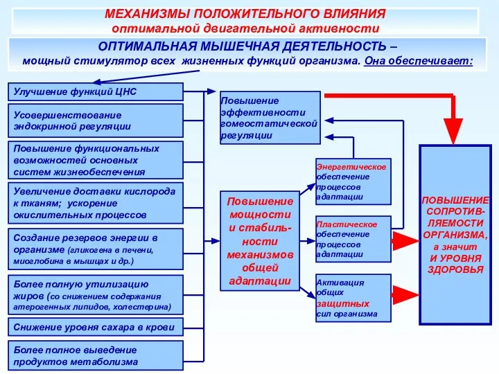 МЕХАНИЗМЫ ПОЛОЖИТЕЛЬНОГО ВЛИЯНИЯ оптимальной двигательной активности Улучшение функций ЦНС ОПТИМАЛЬНАЯ МЫШЕЧНАЯ