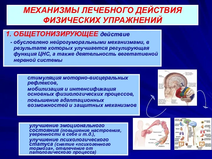 МЕХАНИЗМЫ ЛЕЧЕБНОГО ДЕЙСТВИЯ ФИЗИЧЕСКИХ УПРАЖНЕНИЙ 1. ОБЩЕТОНИЗИРУЮЩЕЕ действие - обусловлено нейрогуморальными