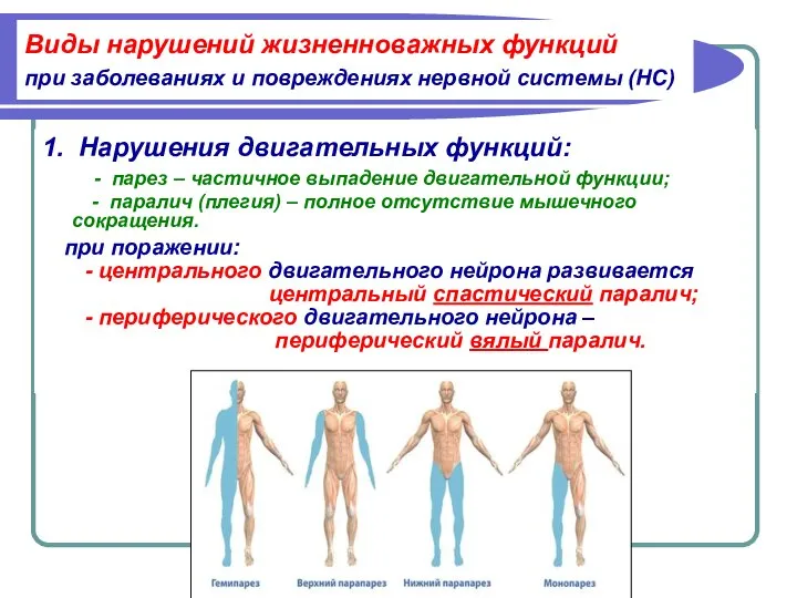 Виды нарушений жизненноважных функций при заболеваниях и повреждениях нервной системы (НС)