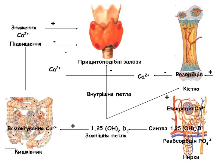 Кишківник Всмоктування Са2+ Са2+ Підвищення Са2+ Зниження - + Внутрішня петля
