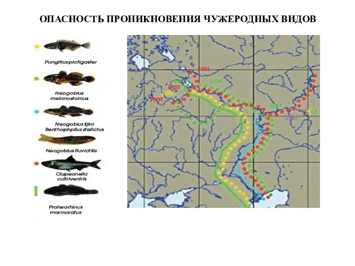 ОПАСНОСТЬ ПРОНИКНОВЕНИЯ ЧУЖЕРОДНЫХ ВИДОВ