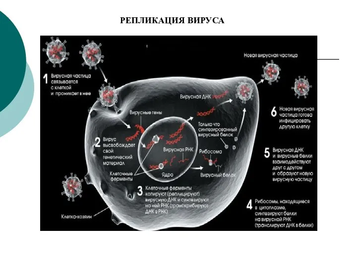 РЕПЛИКАЦИЯ ВИРУСА