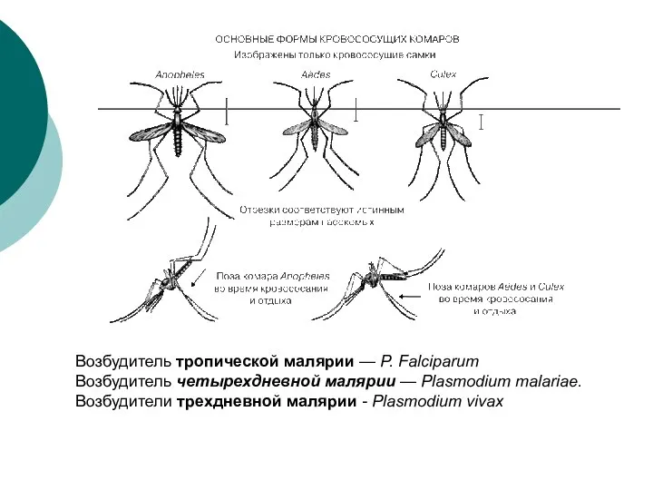 Возбудитель тропической малярии — P. Falciparum Возбудитель четырехдневной малярии — Plasmodium