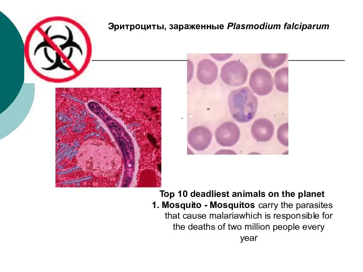 . Эритроциты, зараженные Plasmodium falciparum Top 10 deadliest animals on the