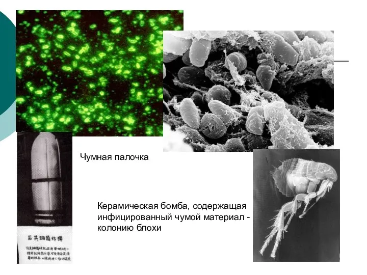 Чумная палочка Керамическая бомба, содержащая инфицированный чумой материал - колонию блохи