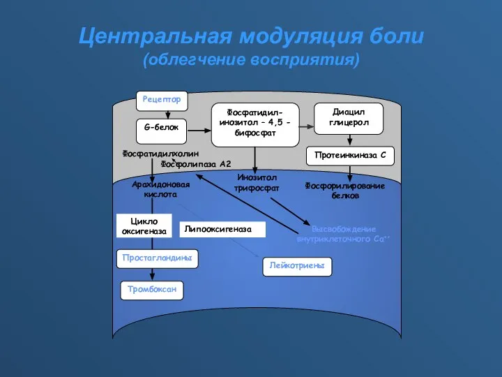 Рецептор G-белок Фосфатидил-инозитол – 4,5 - бифосфат Диацил глицерол Протеинкиназа С