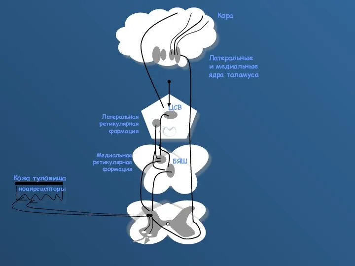 Латеральные и медиальные ядра таламуса Кора Кожа туловища ноцирецепторы ЦСВ Латеральная