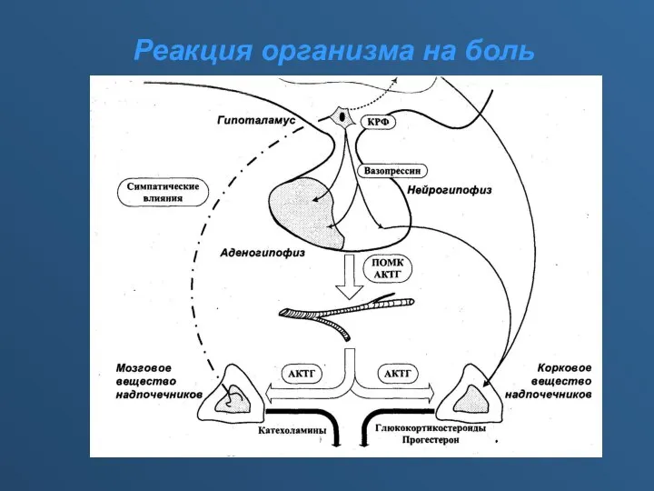 Реакция организма на боль