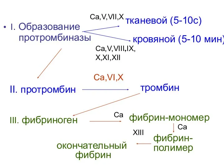 I. Образование протромбиназы тканевой (5-10с) Ca,V,VII,X Ca,V,VIII,IX, X,XI,XII кровяной (5-10 мин)