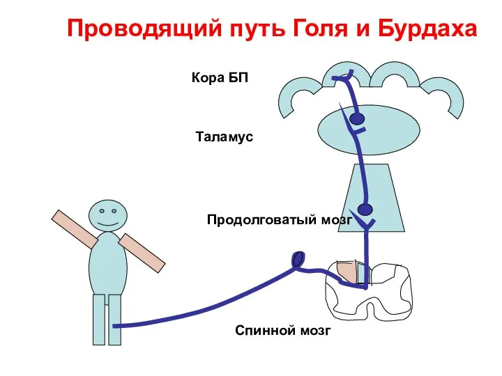 Проводящий путь Голя и Бурдаха Кора БП Таламус Продолговатый мозг Спинной мозг