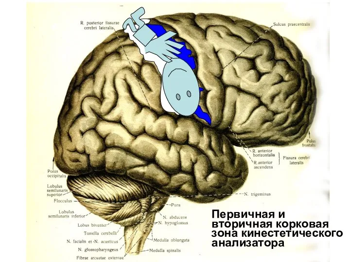 Первичная и вторичная корковая зона кинестетического анализатора