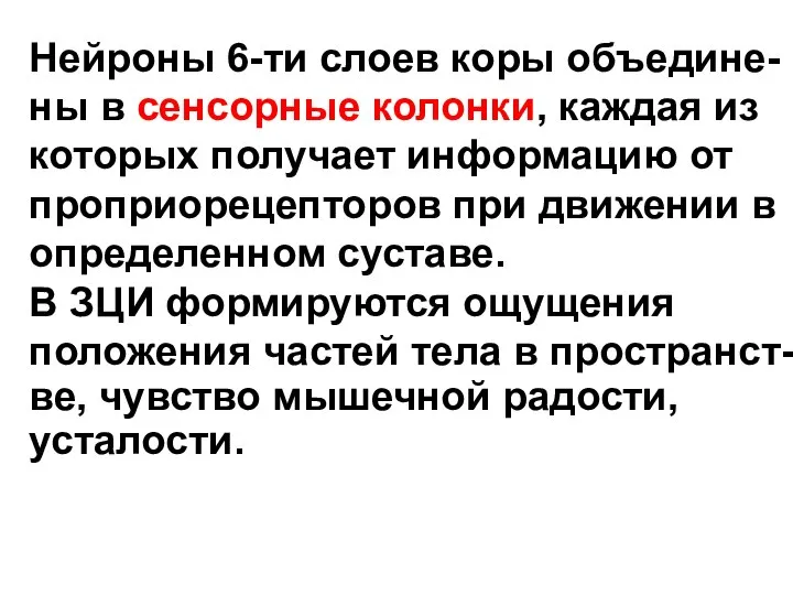 Нейроны 6-ти слоев коры объедине- ны в сенсорные колонки, каждая из